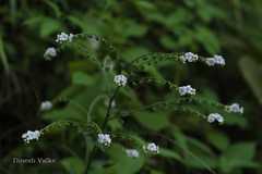 Paracaryopsis lambertiana